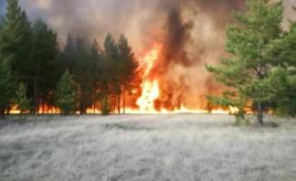 В Павлодарской области горит лес уже больше суток