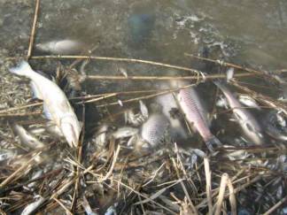 Выясняются причины массовой гибели рыбы в ВКО