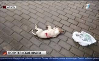 В Алматы резали и стреляли в собак
