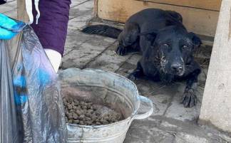 «Это невыносимо!» - Массовое отравление собак произошло в Алматы