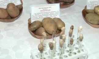 Био-картошку в пробирке селекционируют в Павлодарской области