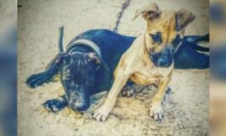 Сажать в тюрьму организаторов собачьих боев требуют зоозащитники
