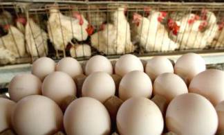Вырастут ли цены на куриное яйцо и мясо из-за вспышки птичьего гриппа