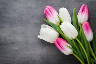 Тюльпан может стать главным символом праздника Наурыз