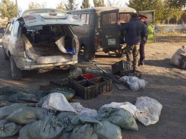 Больше тонны карасей наловили трое жителей Павлодарской области