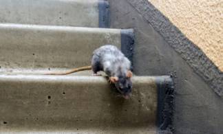 Полчища крыс атакуют жилые комплексы столицы