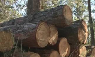 Сельчанин заплатил 83 тыс. тенге штрафа за вырубку сухих деревьев