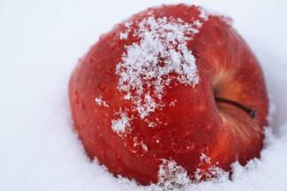 Заморозки в апреле: Под угрозой урожай яблок и груш в Алматинской области