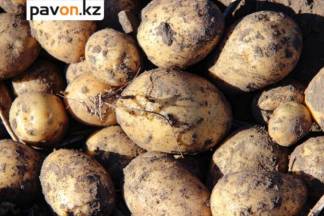 Картофелем, морковью, мукой и гречкой могут полностью обеспечить Павлодарскую область местные сельхозтоваропроизводители