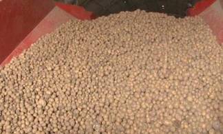 60 тонн картофеля раздал Актогайский предприниматель многодетным и малообеспеченным семьям