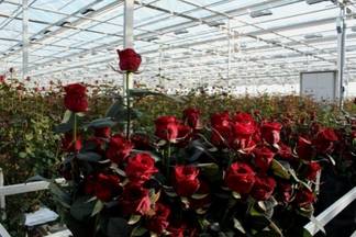 Зараженные казахстанские розы не из теплицы Экибастуза