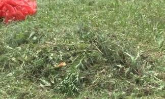 В Павлодаре за не скошенную траву оштрафовали 3 КСК