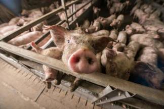 Свиноферма в частном доме: Соседи в ужасе от запаха, но справиться с фермером не могут