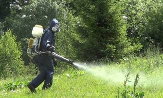 В Павлодаре начали травить комаров