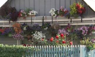 Цветочный сад во дворе дома вырастила жительница Павлодара
