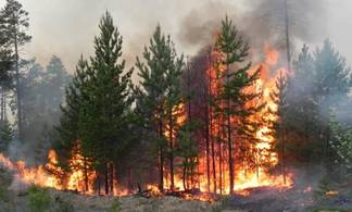 Природные пожары в Казахстане вспыхивали 500 раз за полгода