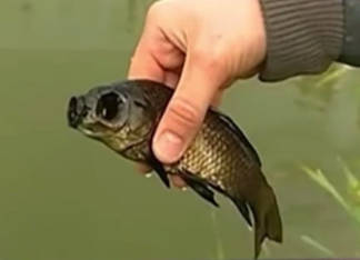 В озере Былкылдак Павлодарской области обнаружены рыбы-мутанты
