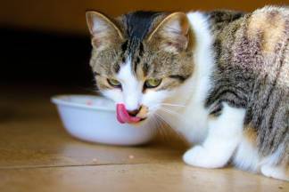 Покормила котика - заплати 30 тысяч: Пенсионерку оштрафовали за кормление бродячей кошки