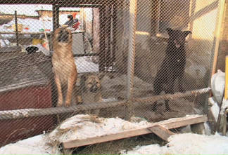 Реабилитационный центр для бездомных животных появится в Павлодаре