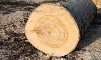 33 дерева вырубили на особо охраняемой территории в Павлодарской области