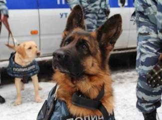 «Багаж терпения» кинолог-полицейский знает секрет собачьего успеха