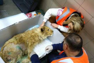 Маленькую львицу спасают алматинские зоозащитники