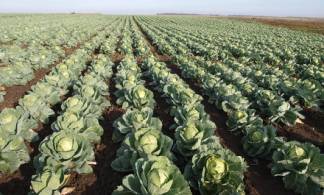 Фермеры Туркестанской области готовы бесплатно отдать урожай капусты