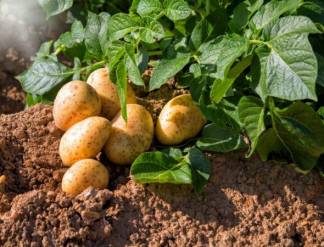АДМСУД: Картофель, завезённый павлодарским фермером из Германии, совершенно здоров