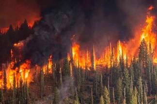 Леса горят, а в целом все нормально. Экоактивисты поспорили с госэкологами
