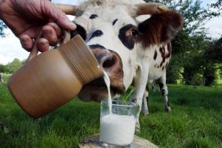 Внедрение цифровой маркировки может увеличить стоимость литра молока до 600 тенге