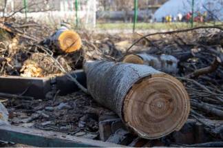 В Алматы дополнительно вырубят 10 тысяч аварийных деревьев