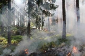 Пожары в Костанайской области: Экологи сделали неутешительные выводы