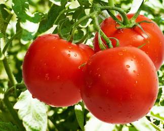 Первый урожай голландских томатов сорта «Каприци» ожидают через неделю в Павлодаре
