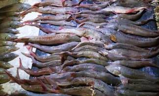 Почти 35 кг рыбы изъято у браконьеров в Павлодарской области