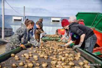 Крупнейший фуд-трейдер в США готов поставлять павлодарский картофель на рынки дальнего зарубежья