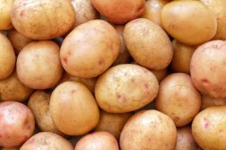 Ранний павлодарский картофель начнут собирать в июне