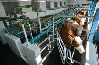 74,6 миллиарда тенге принесло животноводство Павлодарской области