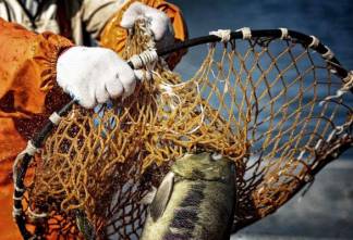 Бердибек Сапарбаев: большинство рыбоводов даже не знают о господдержке рыбного хозяйства