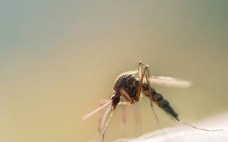 Борьбу с комарами в Павлодаре начнут, не дожидаясь весенних попусков