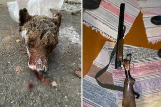 Человек убил и съел медведя в Восточном Казахстане