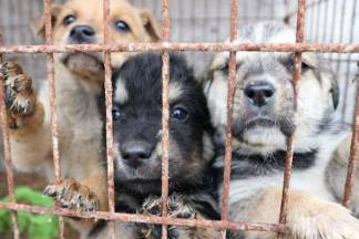 Чипировать собак намерены зоозащитники Усть-Каменогорска