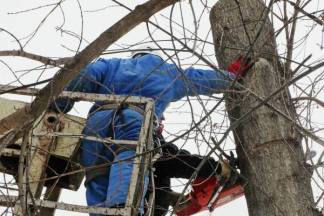 Деревья в Петропавловске погубили из лучших побуждений
