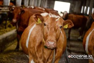 Дикие животные заразили бешенством коров в Павлодарской области
