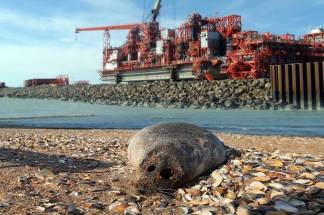 Кашаган – кладезь проблем: как взаимосвязаны утечки газа и гибель тюленей?