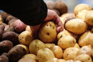 Казахстан впал в зависимость от импортного картофеля