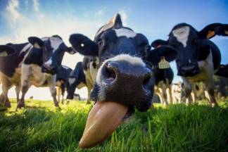 «Корректировка возраста коров»: как из государства выжимают субсидии