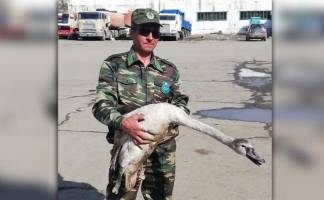 Лесхоз спешит на помощь: жители Аккулы спасли лебедя-шипуна