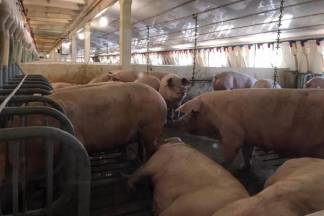 На свиноферме под Актобе в собственных испражнениях умирают более 40 тысяч голодных свиней