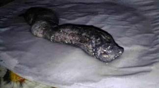 Неизвестное существо обнаружили в Костанайской области