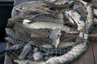 В Павлодарской области зафиксировано более 300 случаев незаконной рыбалки